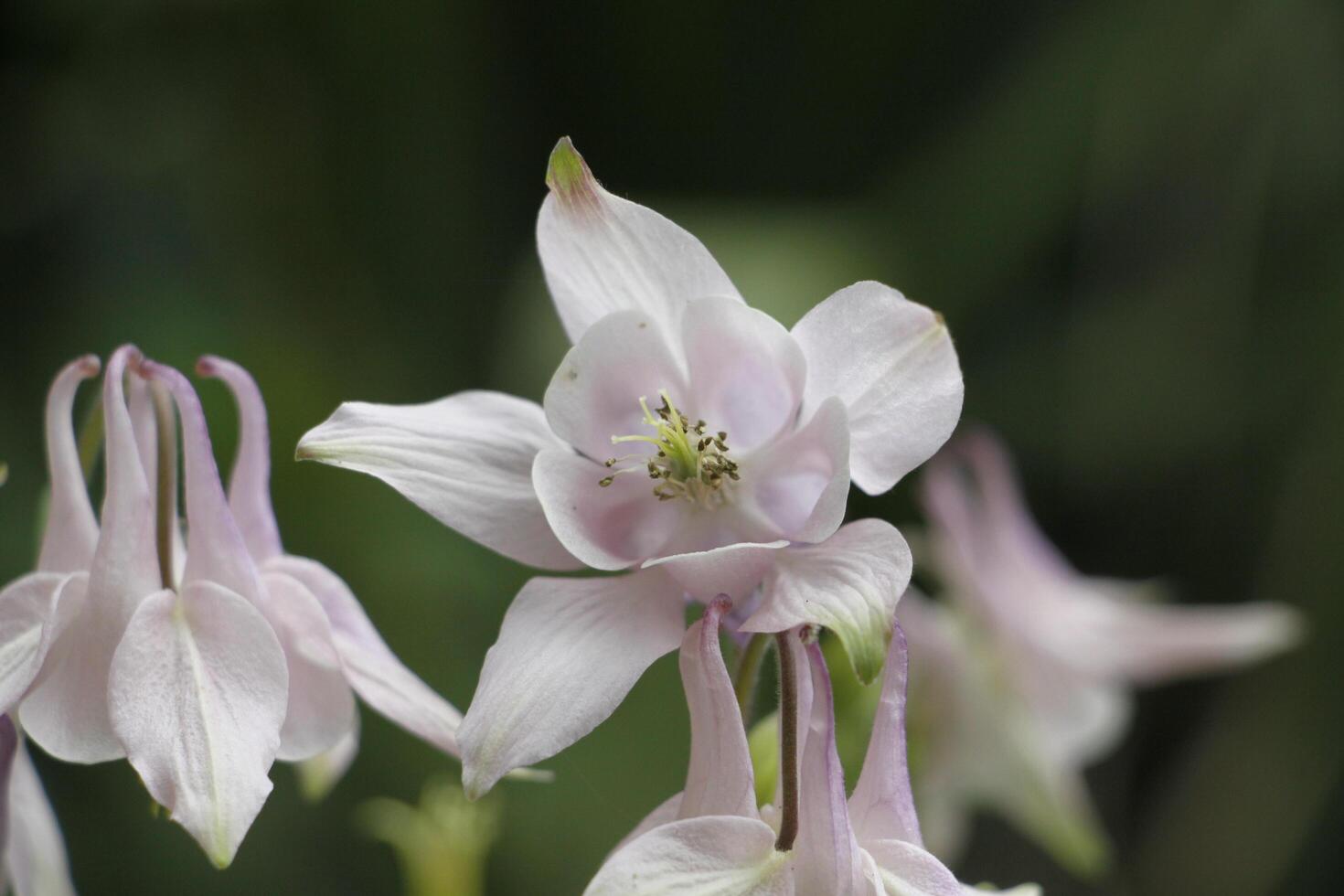 branco columbine flores florescendo dentro poderia. você pode encontrar eles dentro muitos cores foto