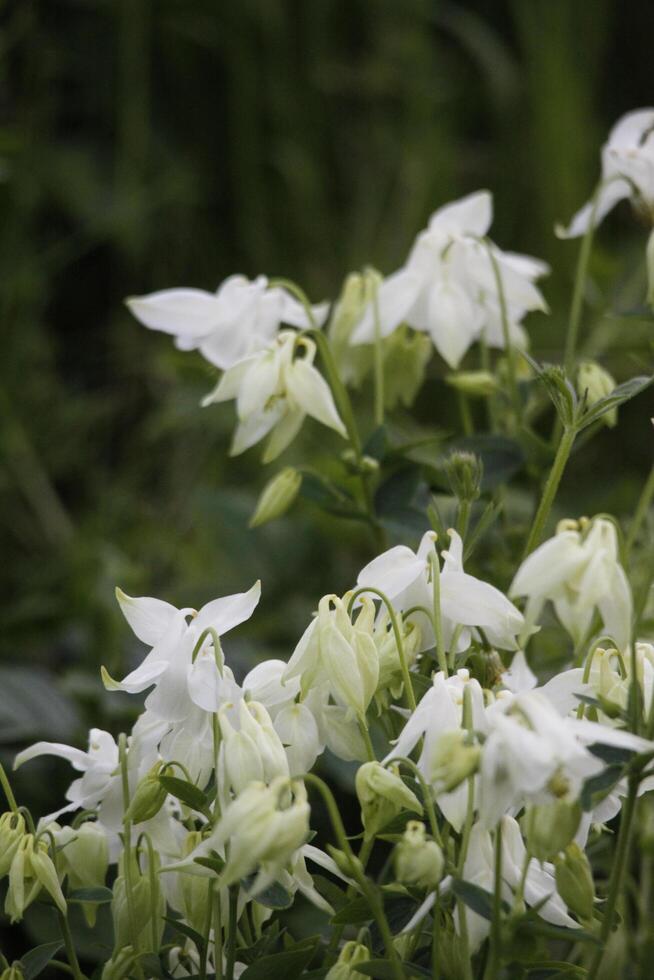 branco columbine flores florescendo dentro poderia. você pode encontrar eles dentro muitos cores foto