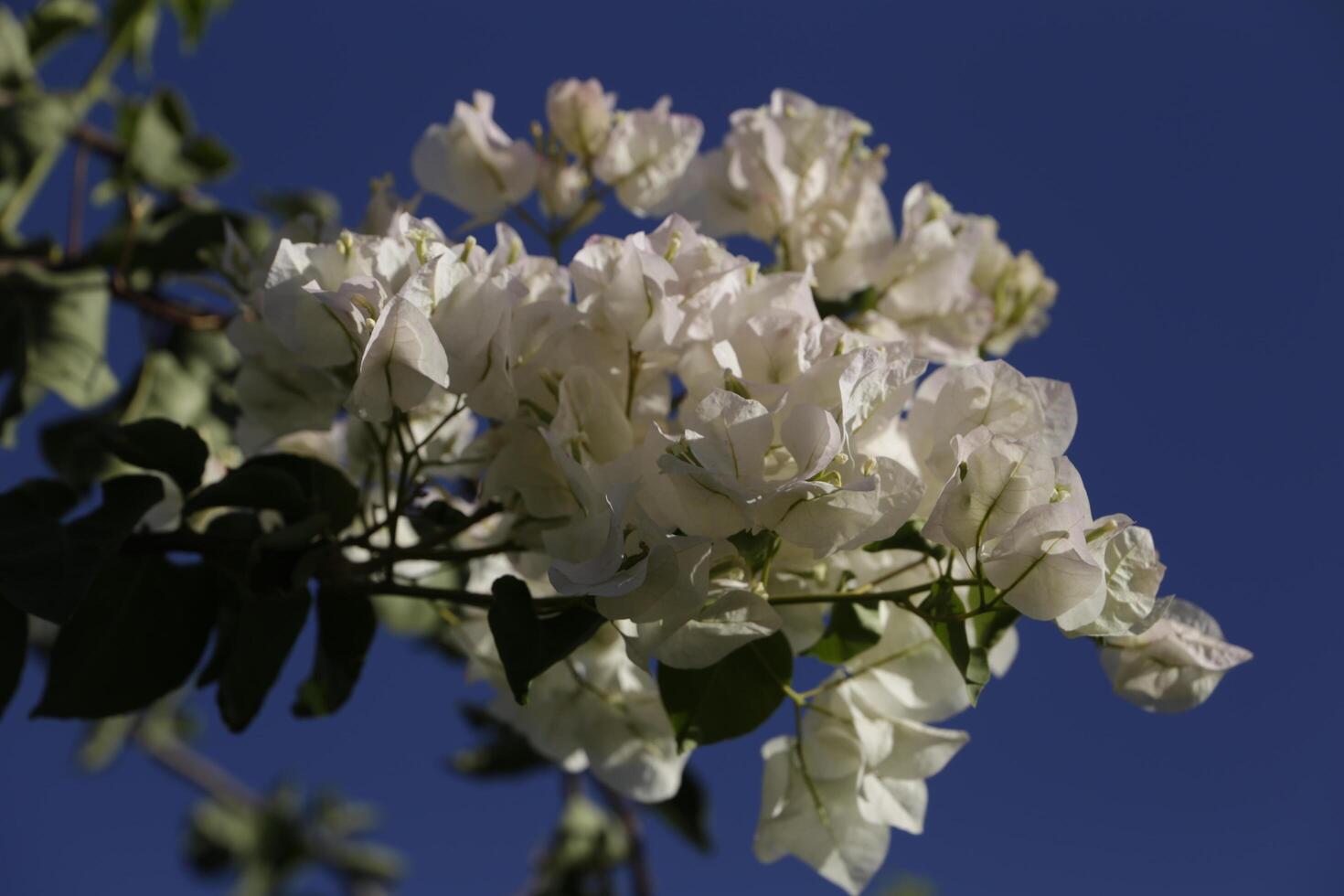 branco buganvília. buganvílias dá flores todos através a ano foto