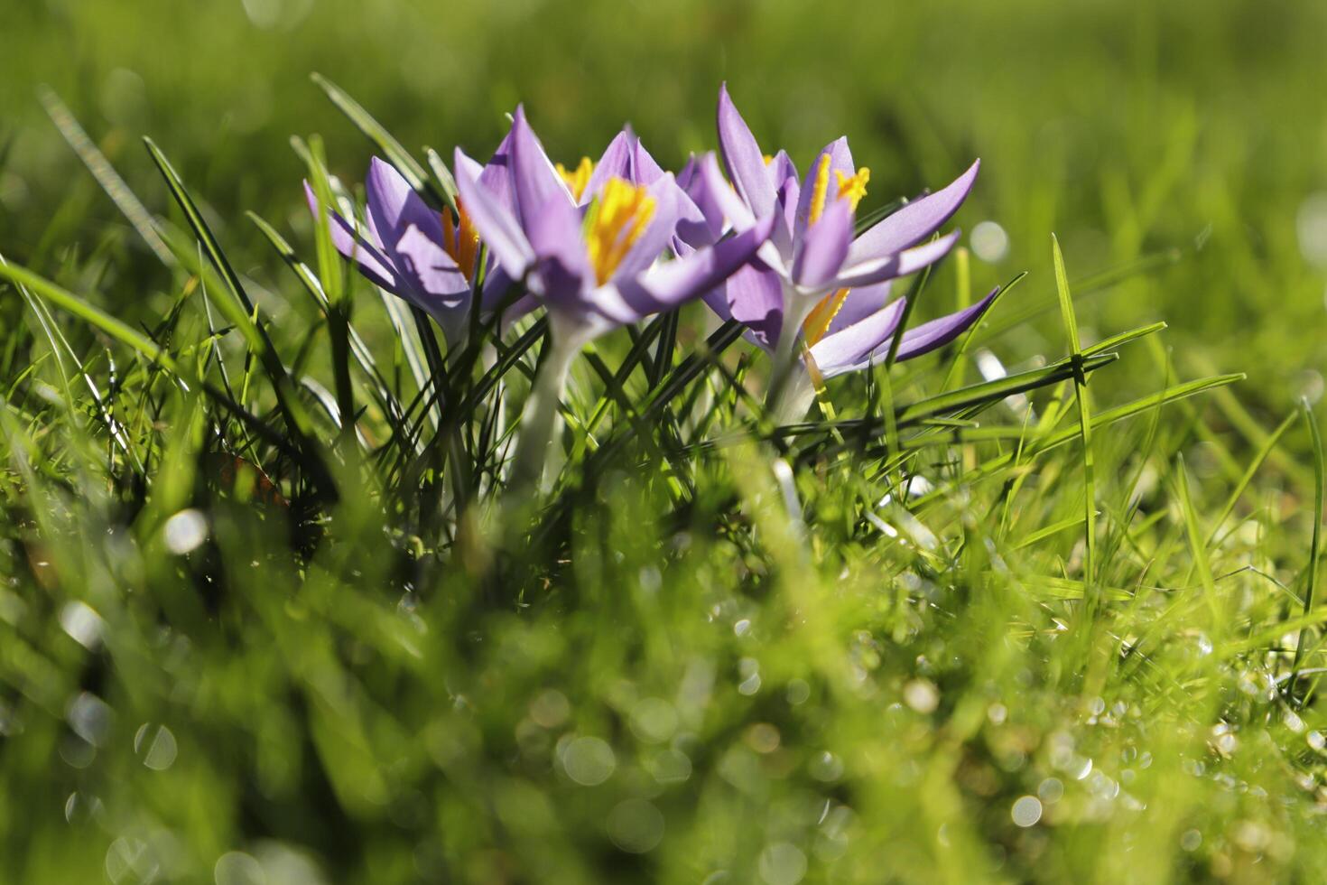 azul roxa açafrão. a açafrão 1 do a primeiro flores para flor depois de a inverno foto