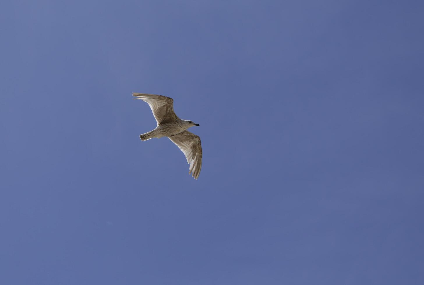 gaivota moscas dentro a azul céu foto