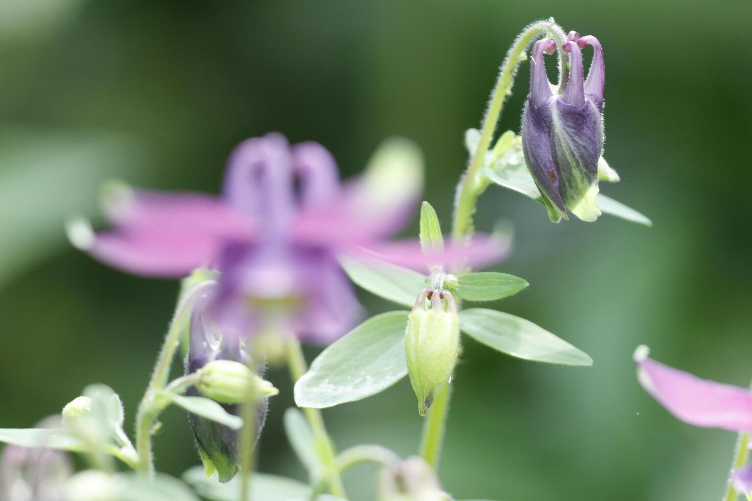 azul columbine flores foto