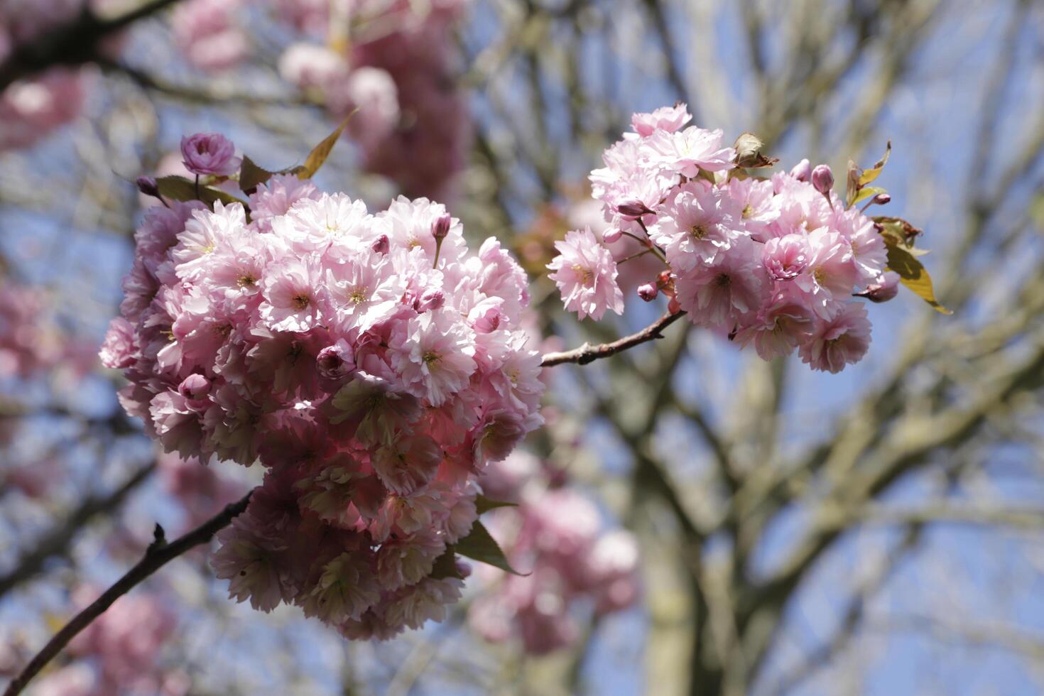 fechar acima do uma ramo do japonês cereja Flor foto