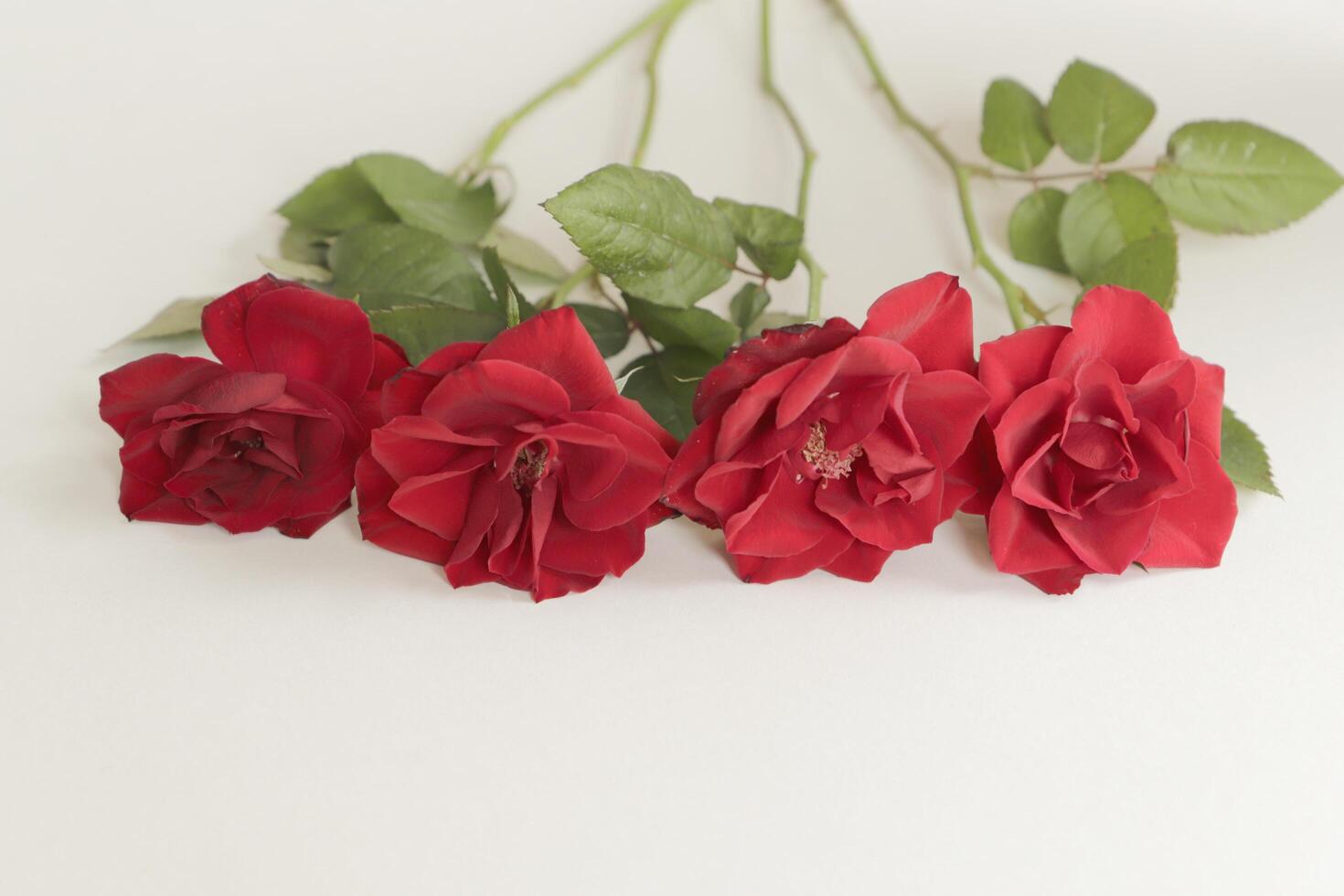 vermelho rosas mentira em uma branco papel foto