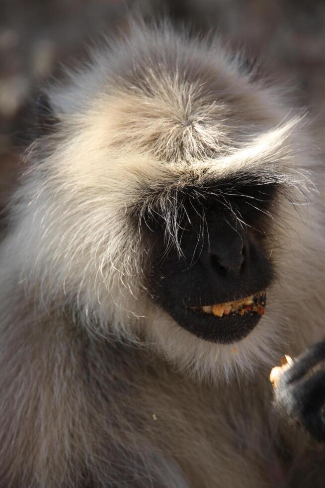 Hanuman Langur é uma pequeno macaco com uma Preto face, vivo dentro Índia foto