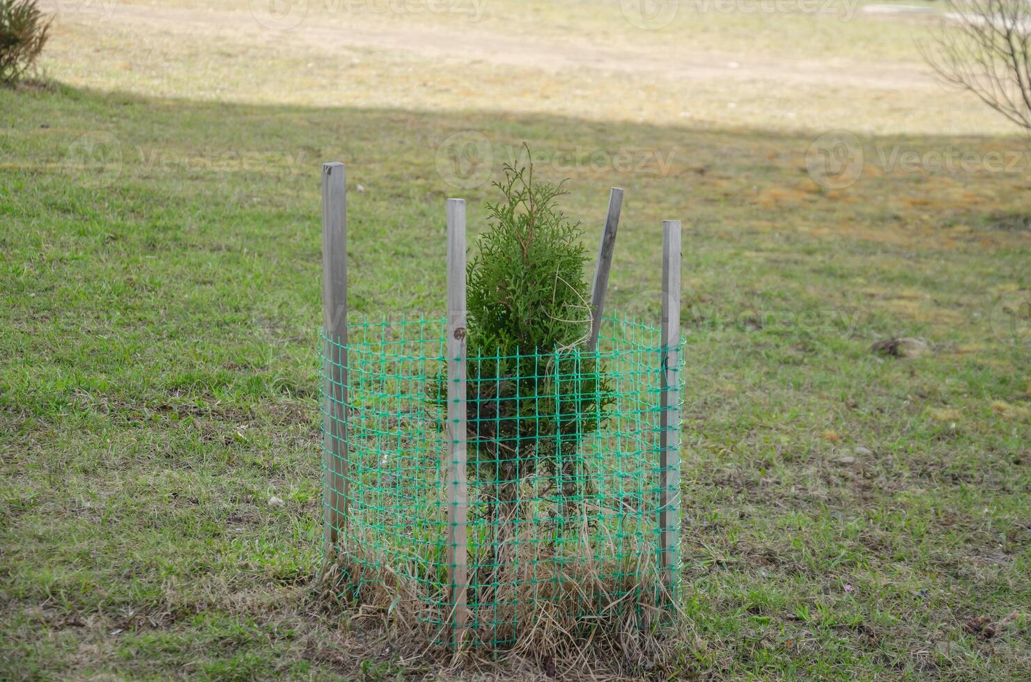 Thuja mudas estão plantado em a gramado e coberto com uma líquido. Alto qualidade foto