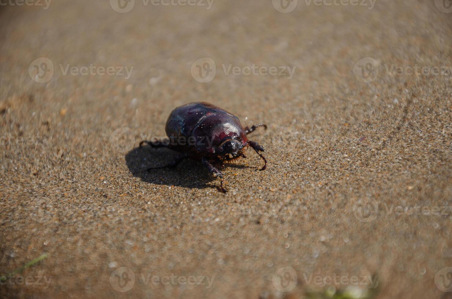 rinoceronte besouro rastejando em a areia foto