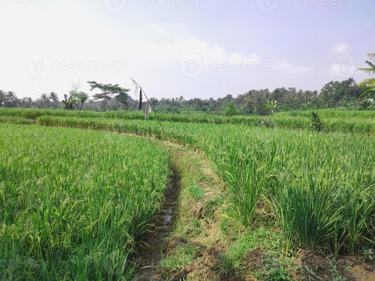 a fundo é uma Visão do arroz arroz plantas este estão já rolamento brilhante verde fruta foto