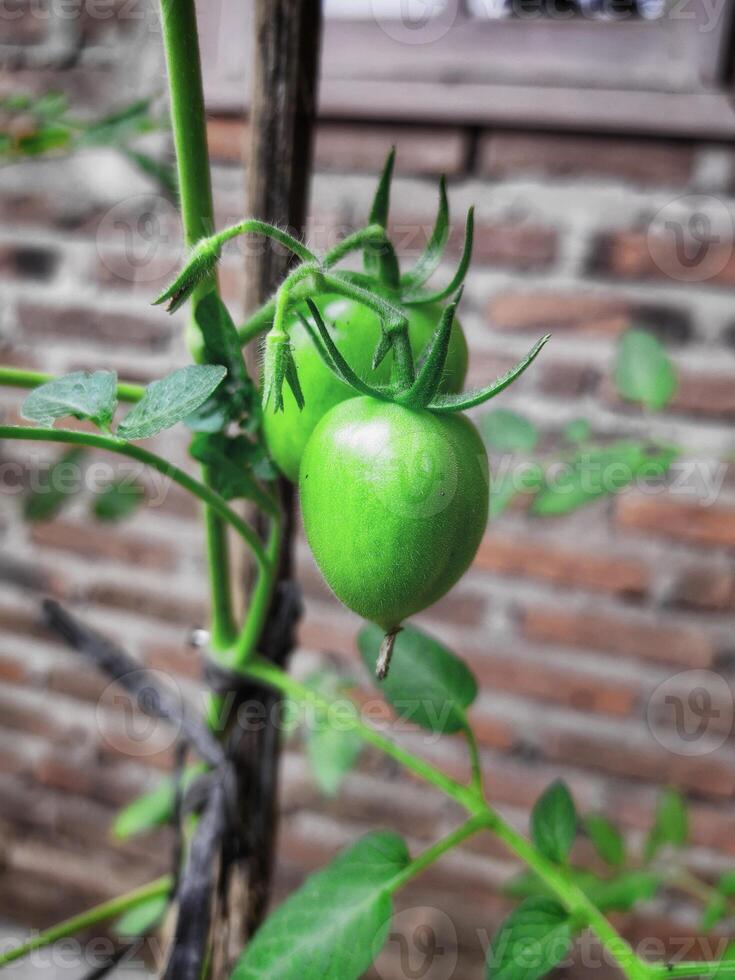 uma verde tomate plantar este cresce Próximo para meu da avó casa, ocupado Cuidado do de meu avó e avô foto