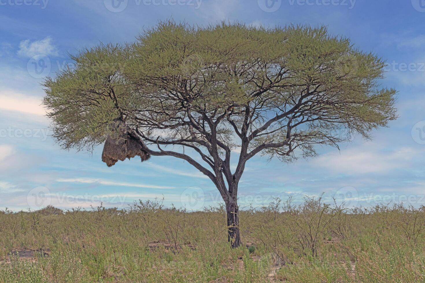 cenário do a acácia árvore com uma grande tecelão pássaros ninho em uma verde Prado contra uma azul céu dentro Etosha nacional parque dentro Namíbia durante a dia foto