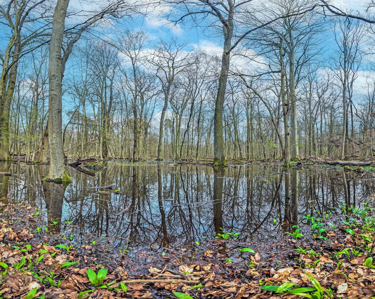 imagem do sem folhas árvores em pé dentro uma pântano e refletido dentro a água foto