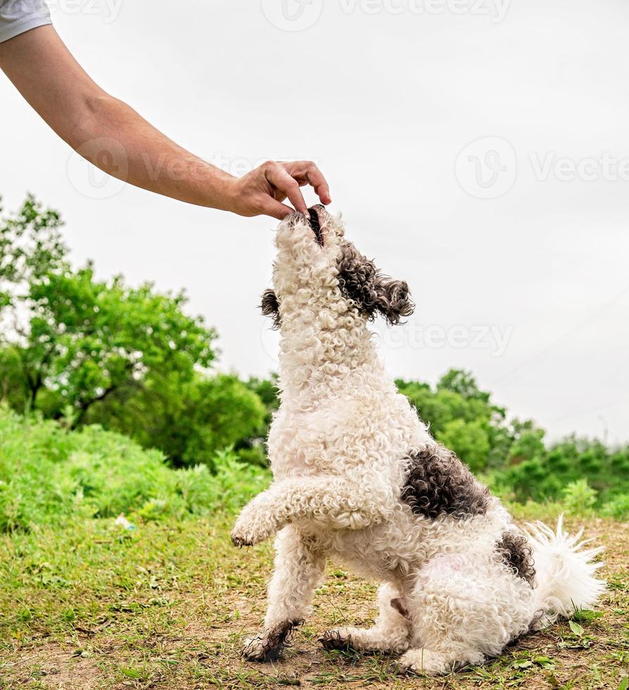 Cachorro bichon frise fofo sentado na grama, treinando com o dono foto