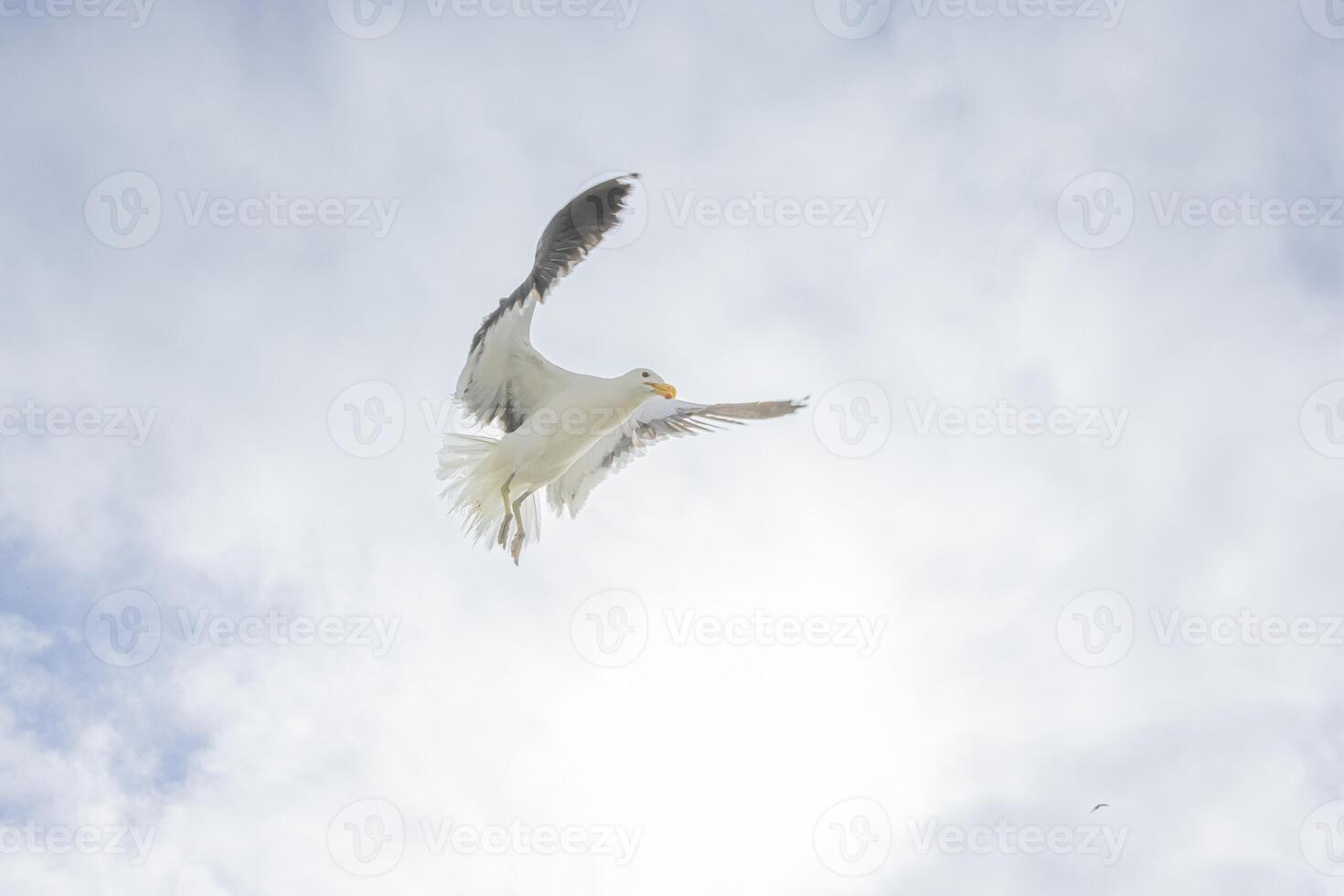 imagem do uma gaivota dentro voar contra uma azul céu foto