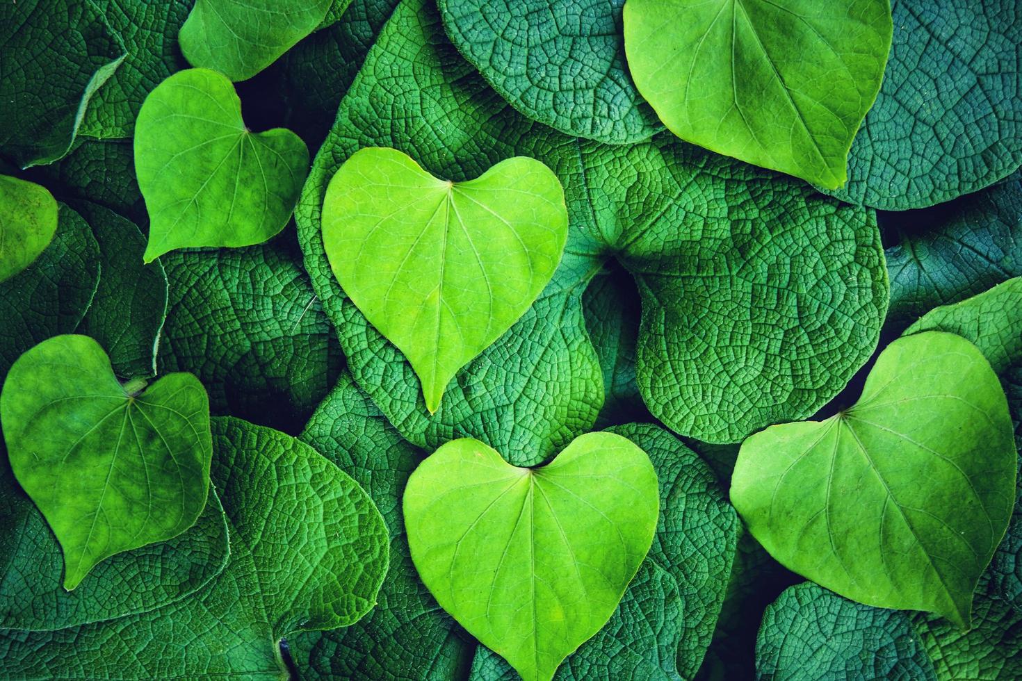 glórias da manhã e folha verde de forma de coração criativo para o conceito de plano de fundo e papel de parede. foto