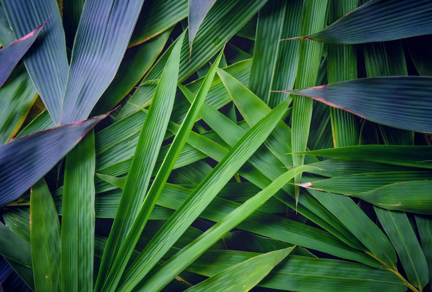 folhas de bambu verdes escuras e claras bonitas criativas para fundo decorativo e textura. o bambu é o símbolo da China, Japão e pacificamente. foto