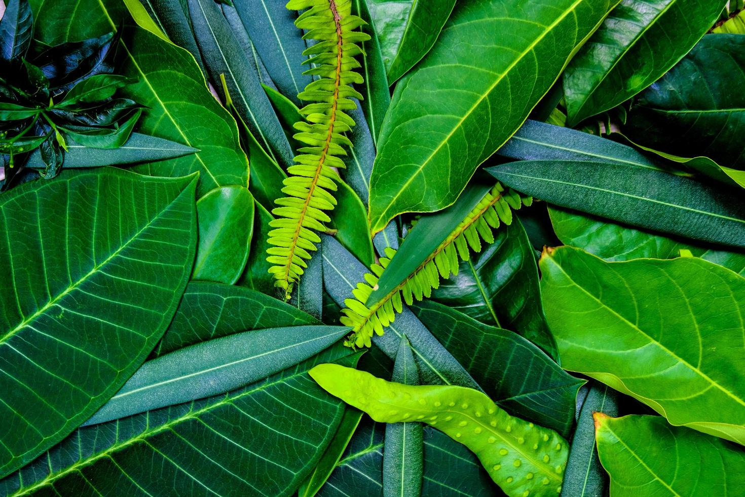 ideia criativa de layout de folhas verdes para fundo e textura que pode tornar o frescor e confortável para os olhos. foto