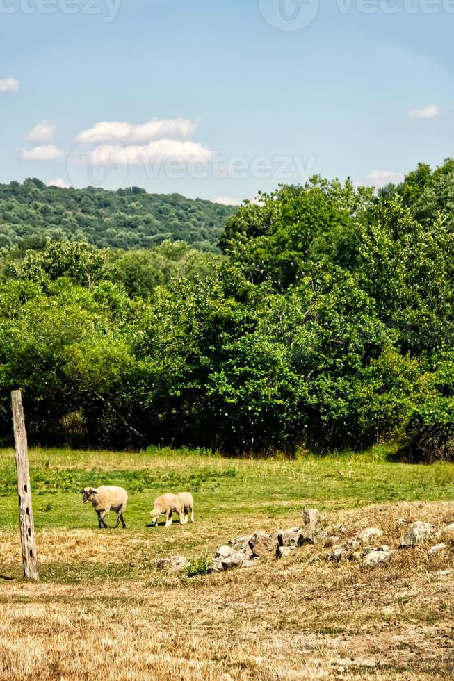 cordeiros no campo foto