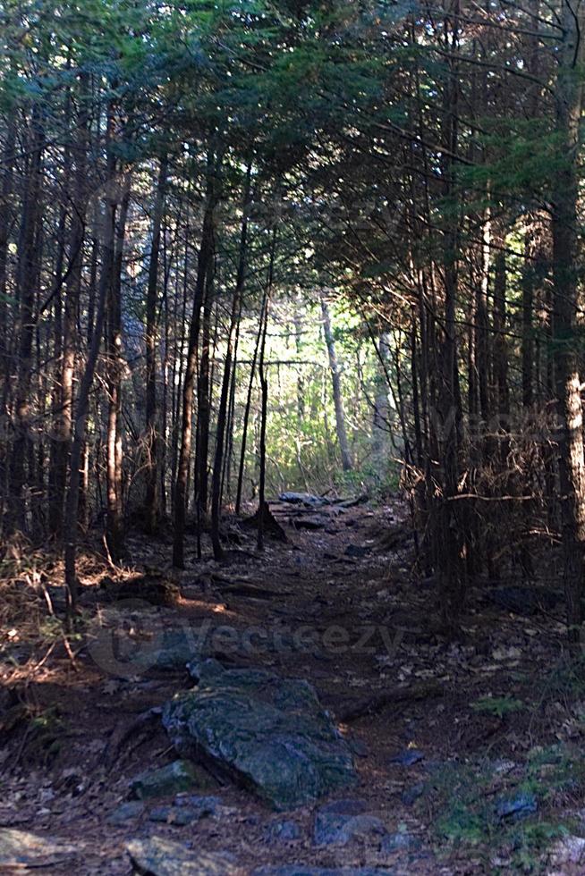 trilha da floresta escurecida foto