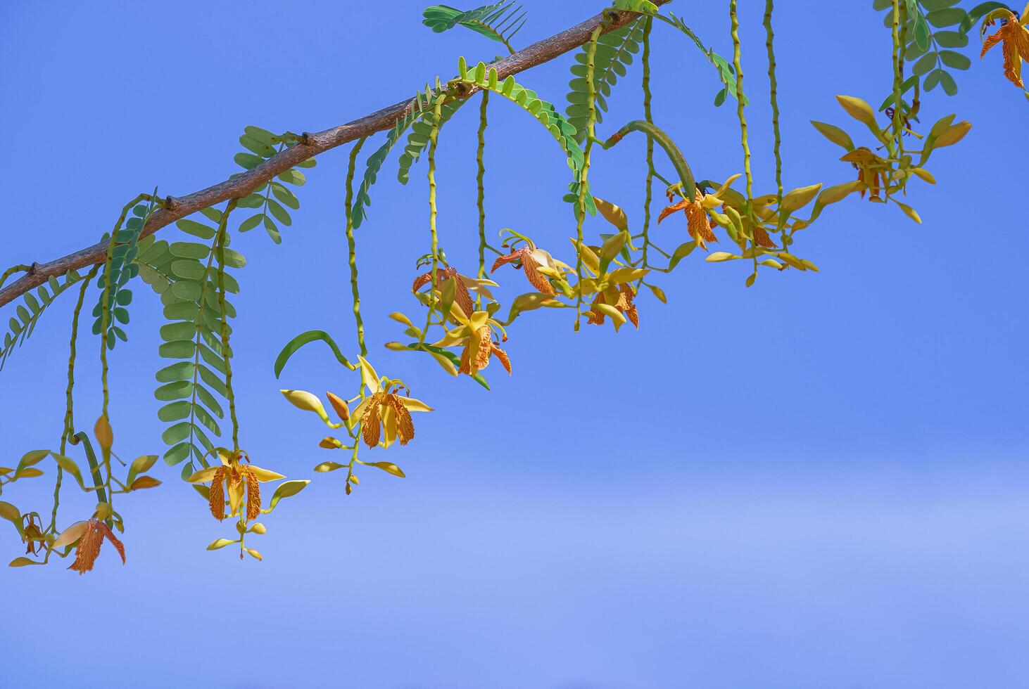 lindo Tamarindo flores estão florescendo em ramo contra azul céu fundo foto