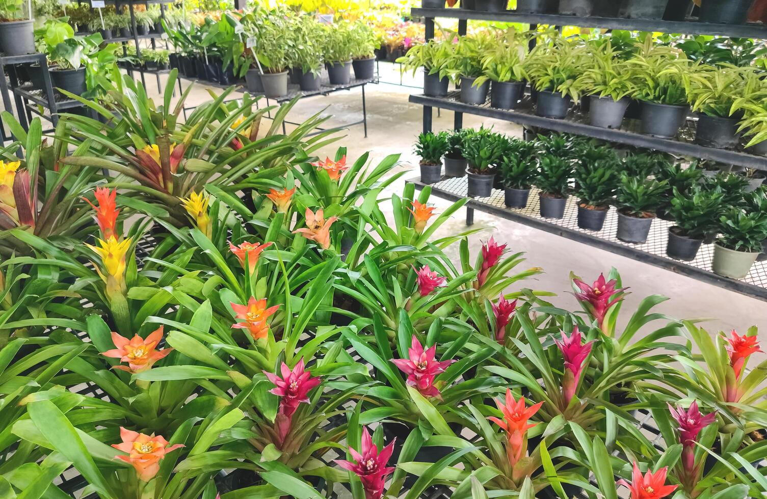 foco às grupo do colorida bromélia flores em primeiro plano com borrado vários ornamental plantas em prateleiras exibição para venda dentro ao ar livre plantar mercado foto