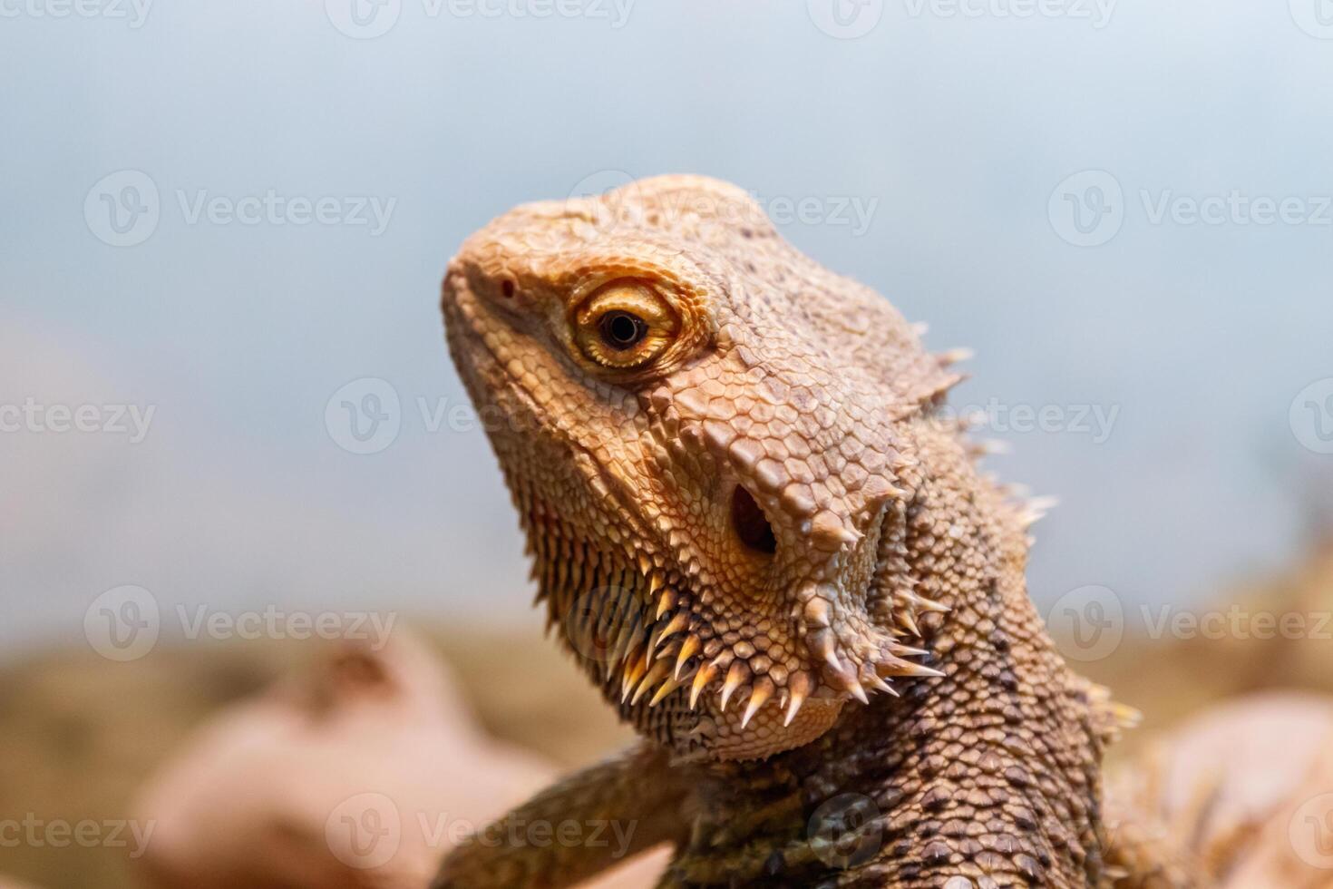 lindo lagarto barbudo agama, pogona vitticeps foto