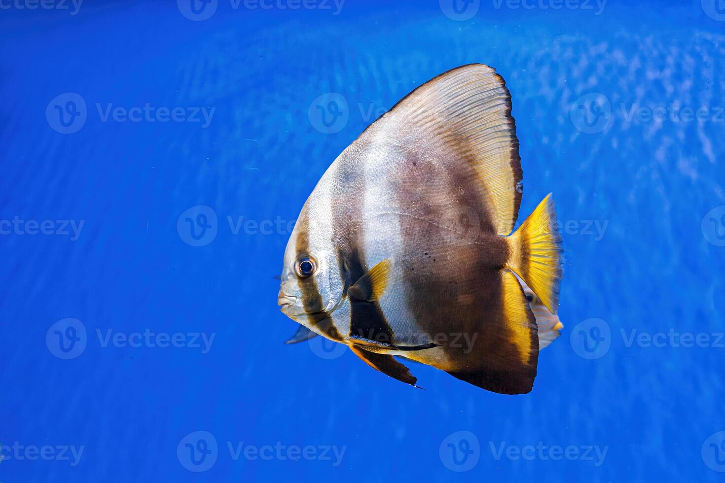 embaixo da agua tiro do peixe platax orbicular foto