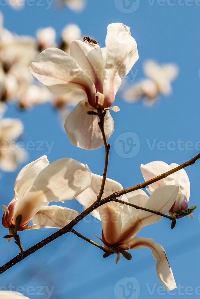 lindo magnólia flores com água gotas foto