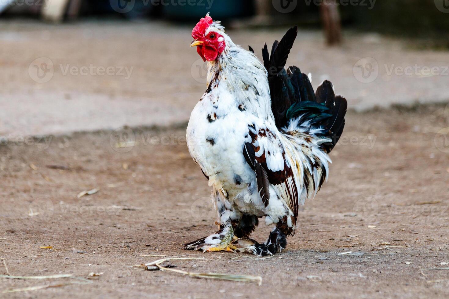 lindo galo com branco e Preto penas foto