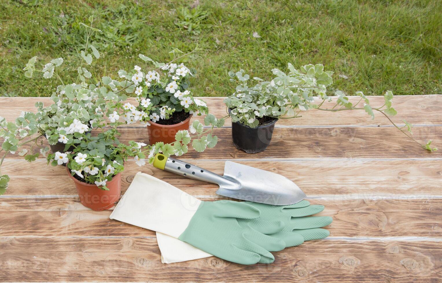 branco flor mudas dentro panelas mentira em uma mesa para transplante e verde borracha luvas com espátula, sazonal jardinagem foto