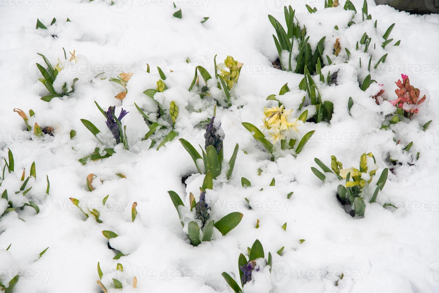 colorida jacintos coberto de neve ao ar livre, clima anomalias, pingos de neve foto