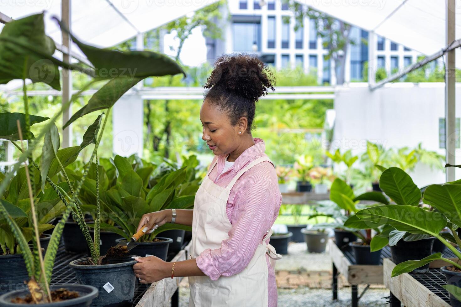 africano mulher jardineiro é cuidando dela exótico plantar plantar dentro a estufa para floresta tropical concurso pequeno Panela para ornamental jardinagem e jardinagem dentro verão foto