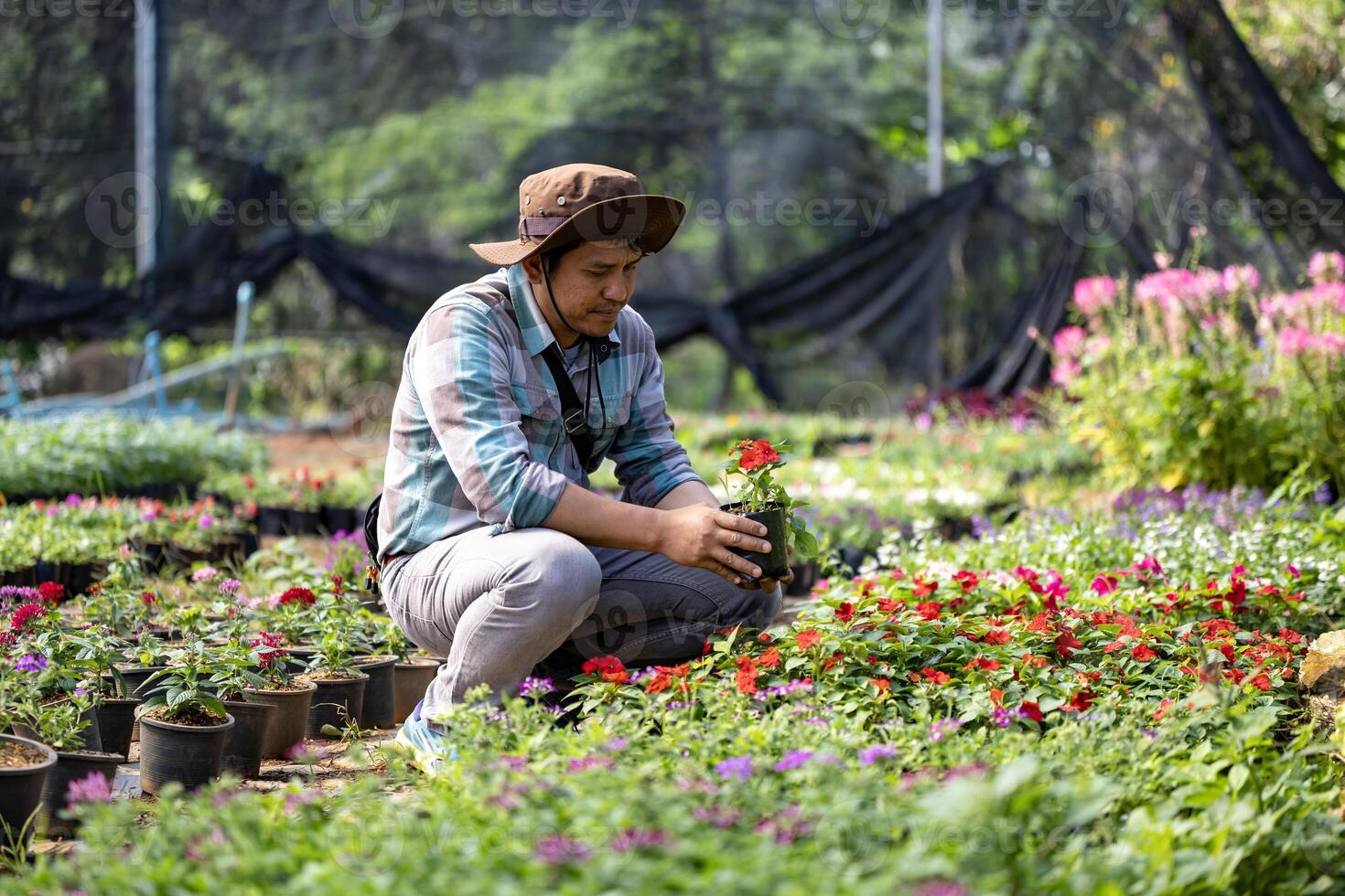 jovem ásia jardineiro é escolhendo floração plantar a partir de a local jardim Centro berçário cheio do verão plantar para final de semana jardinagem e ao ar livre passatempo foto