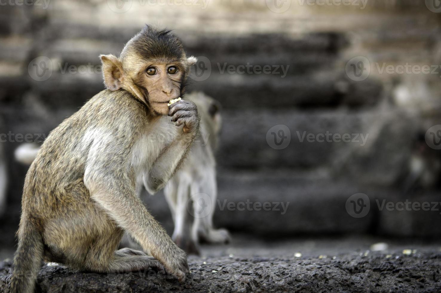 macaco em frente ao templo em lopburi foto