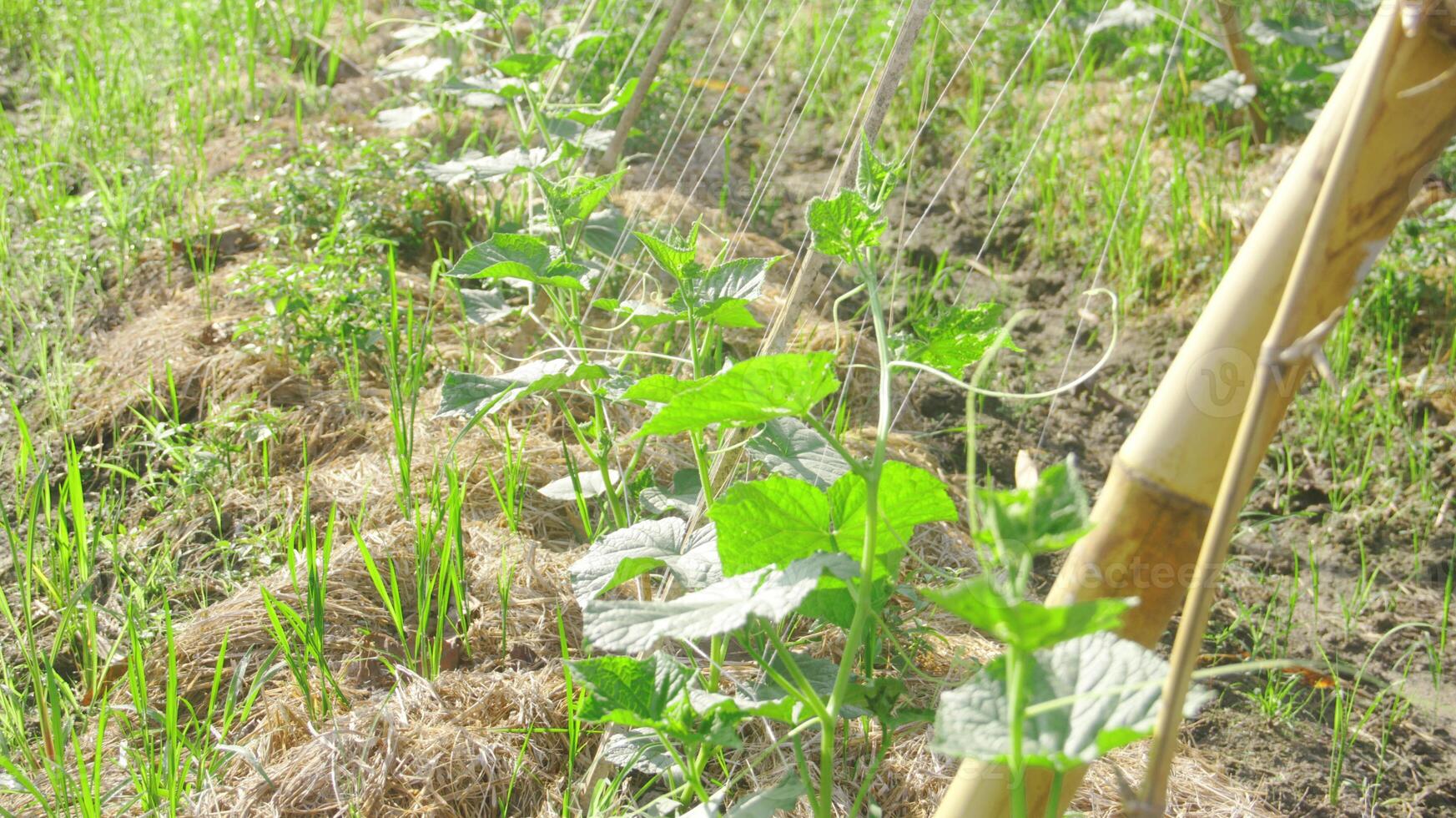 verde pepino plantas este estão ainda jovem e ter fresco verde folhas foto