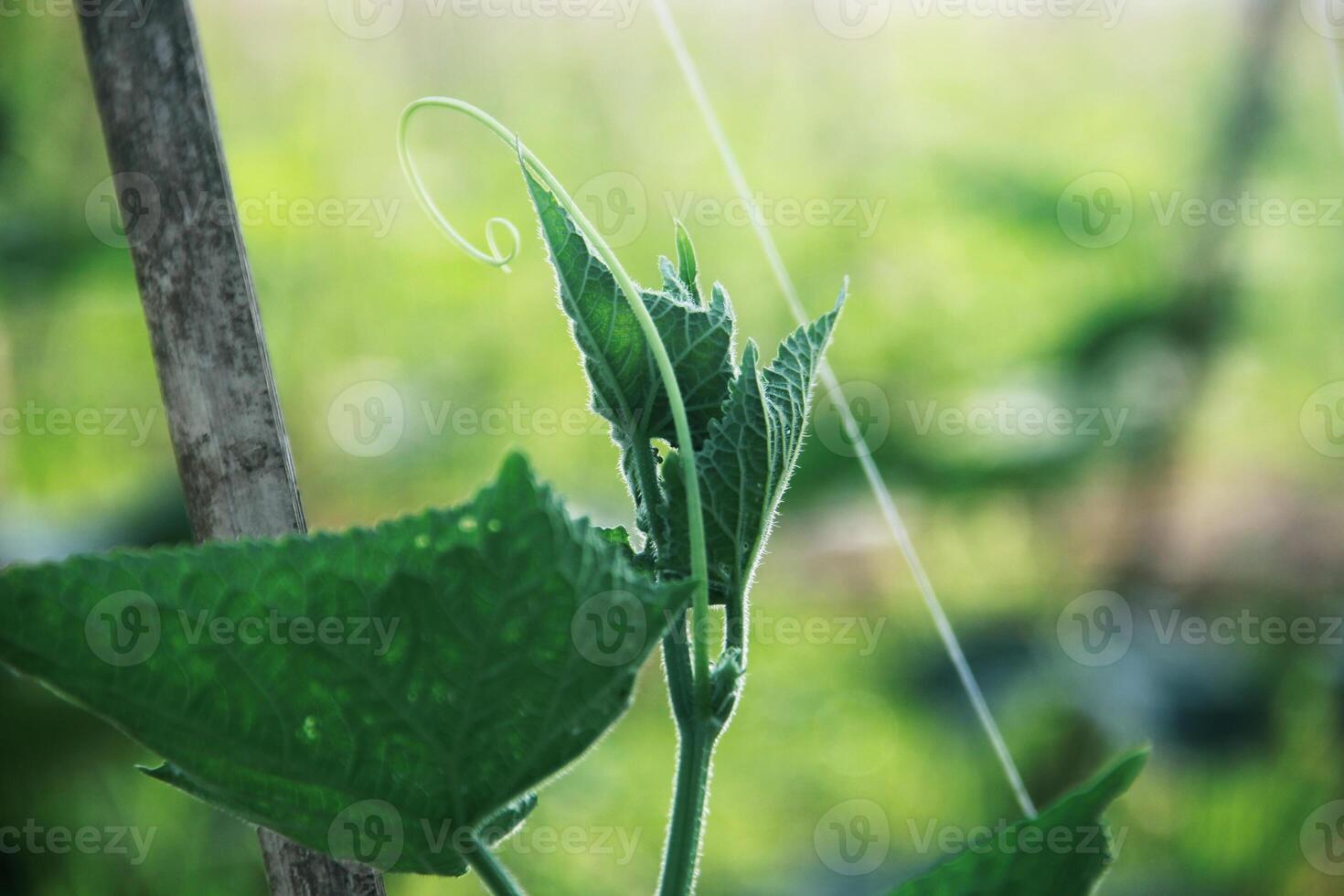 verde pepino plantas este estão ainda jovem e ter fresco verde folhas foto