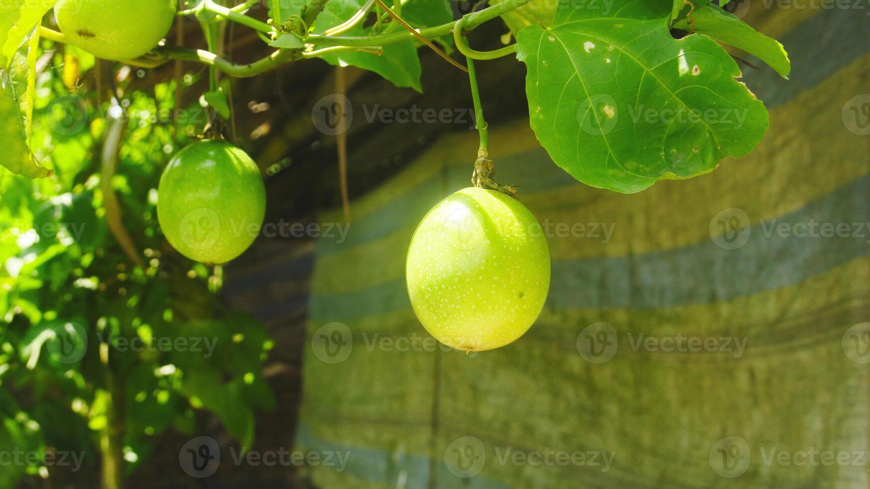 fruta e paixão fruta árvores este estão ainda em a árvore foto