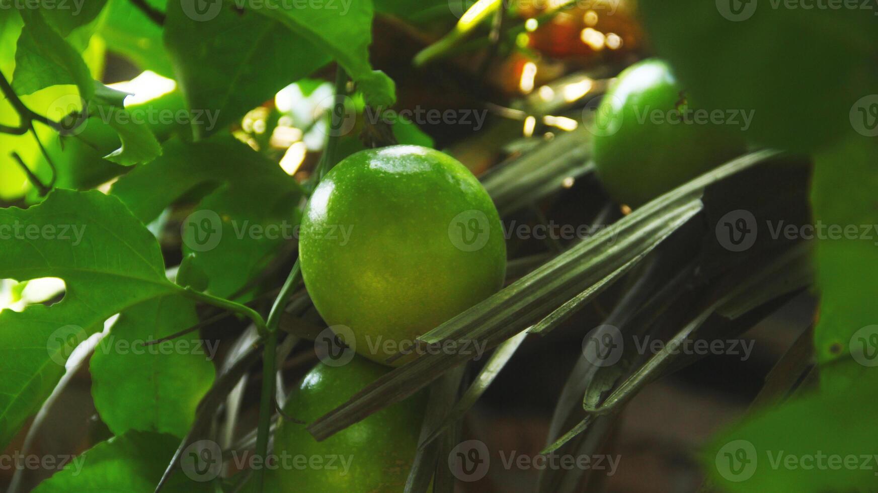 fruta e paixão fruta árvores este estão ainda em a árvore foto