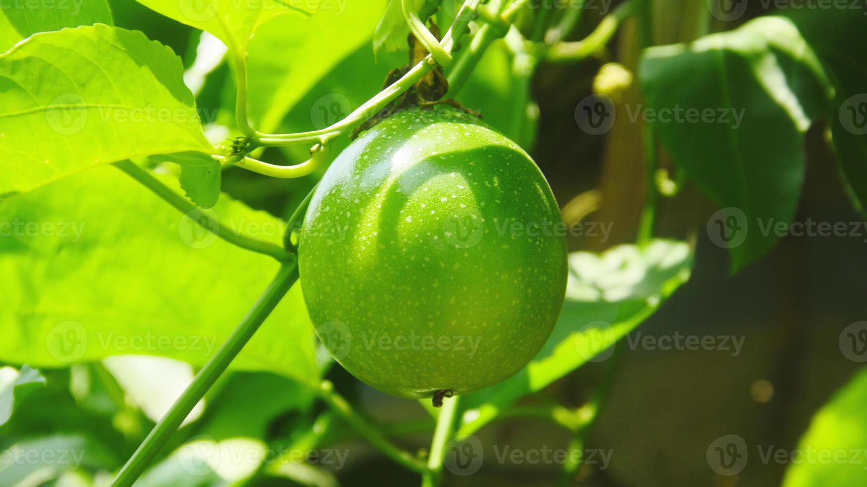 fruta e paixão fruta árvores este estão ainda em a árvore foto