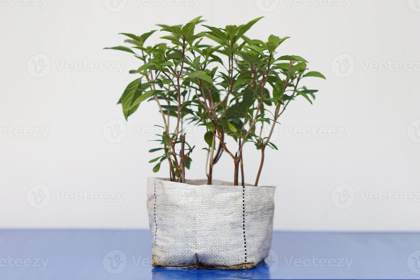 crescendo manjericão plantas dentro reutilizável saco. conceito, eco jardinagem, usar velho saco para estar recipiente para crescendo plantas, legumes. reuso é Melhor que ser sem utilidade lixo. foto