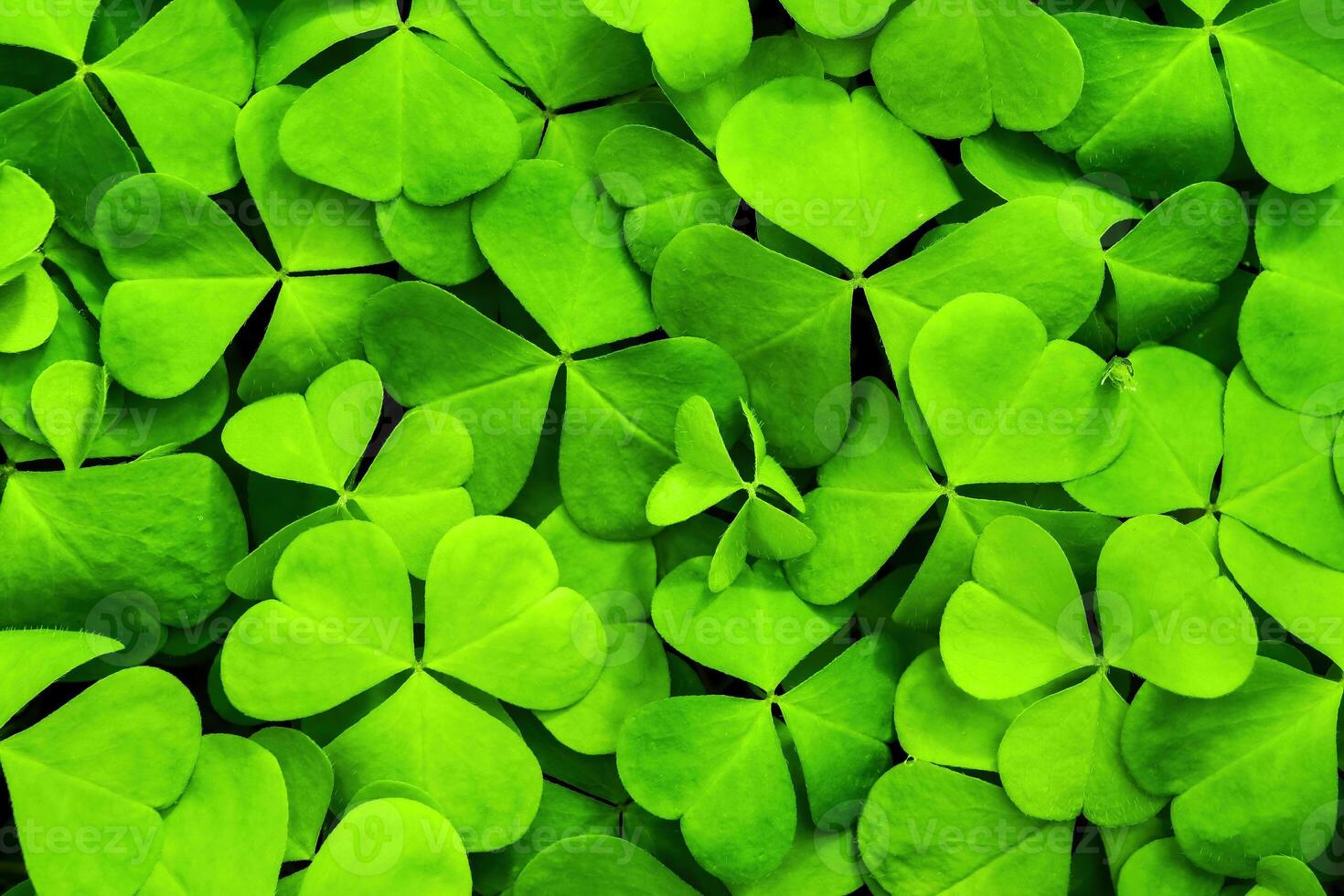 fundo com verde trevo folhas para santo patrick's dia. trevo Como uma símbolo do fortuna. foto