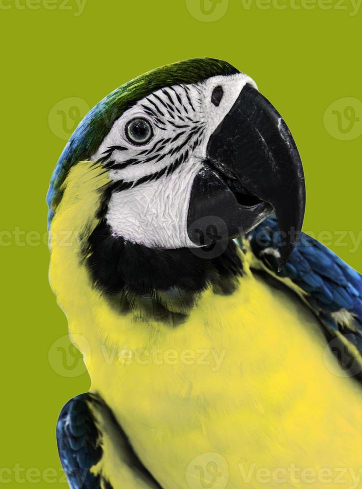lindo papagaio de estimação pássaro arara colorido foto