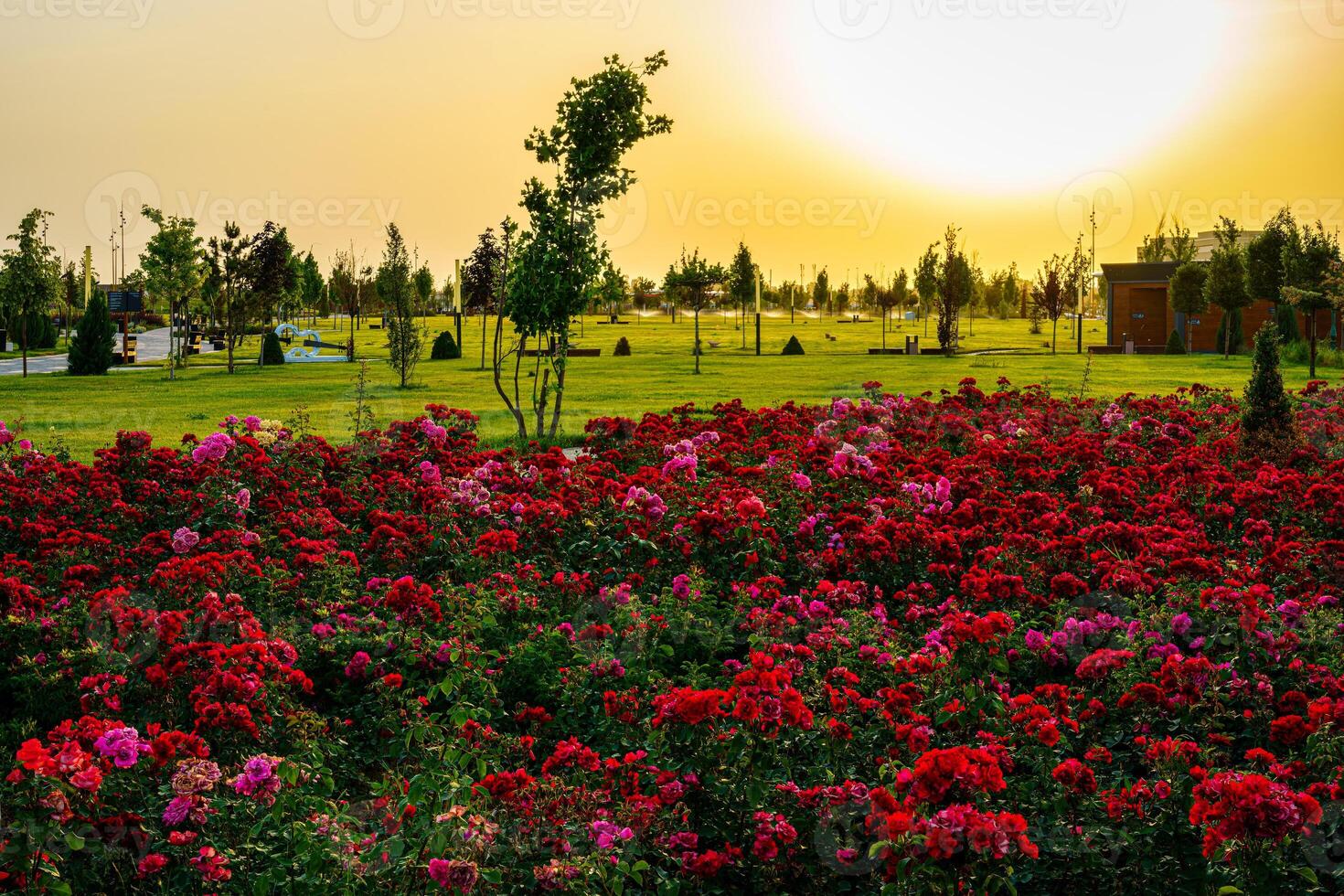 cidade parque dentro cedo verão ou Primavera com vermelho florescendo rosas em uma primeiro plano e nublado céu em uma pôr do sol ou nascer do sol às horário de verão. foto