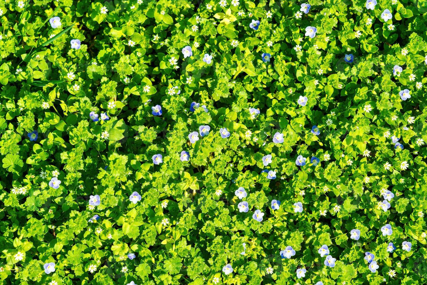 padronizar do pequeno Primavera flores silvestres iluminado de a Sol. natural fundo. foto