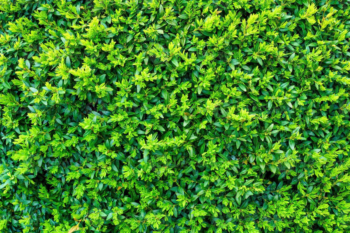 plantar com verde folhas natural padronizar. abstrato fundo. paisagismo. foto