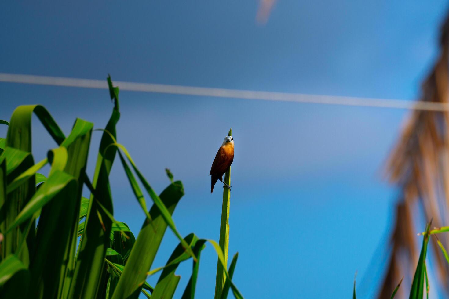 pássaro poleiro em uma folhas foto