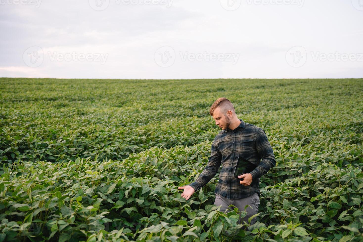 agrônomo inspecionando soja feijão cultivo crescendo dentro a Fazenda campo. agricultura Produção conceito. agronegócio conceito. agrícola engenheiro em pé dentro uma soja campo foto