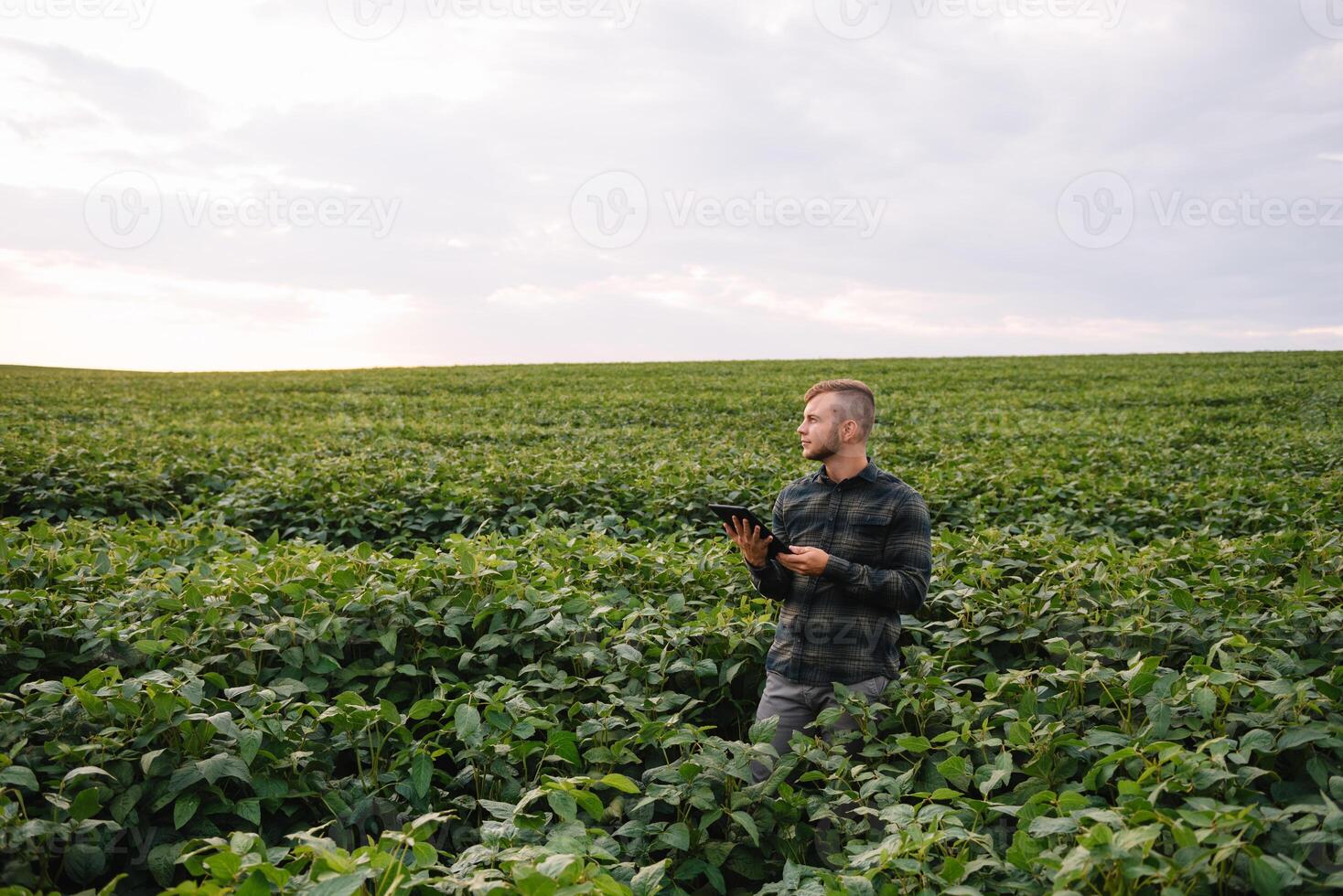 agrônomo inspecionando soja feijão cultivo crescendo dentro a Fazenda campo. agricultura Produção conceito. agronegócio conceito. agrícola engenheiro em pé dentro uma soja campo foto