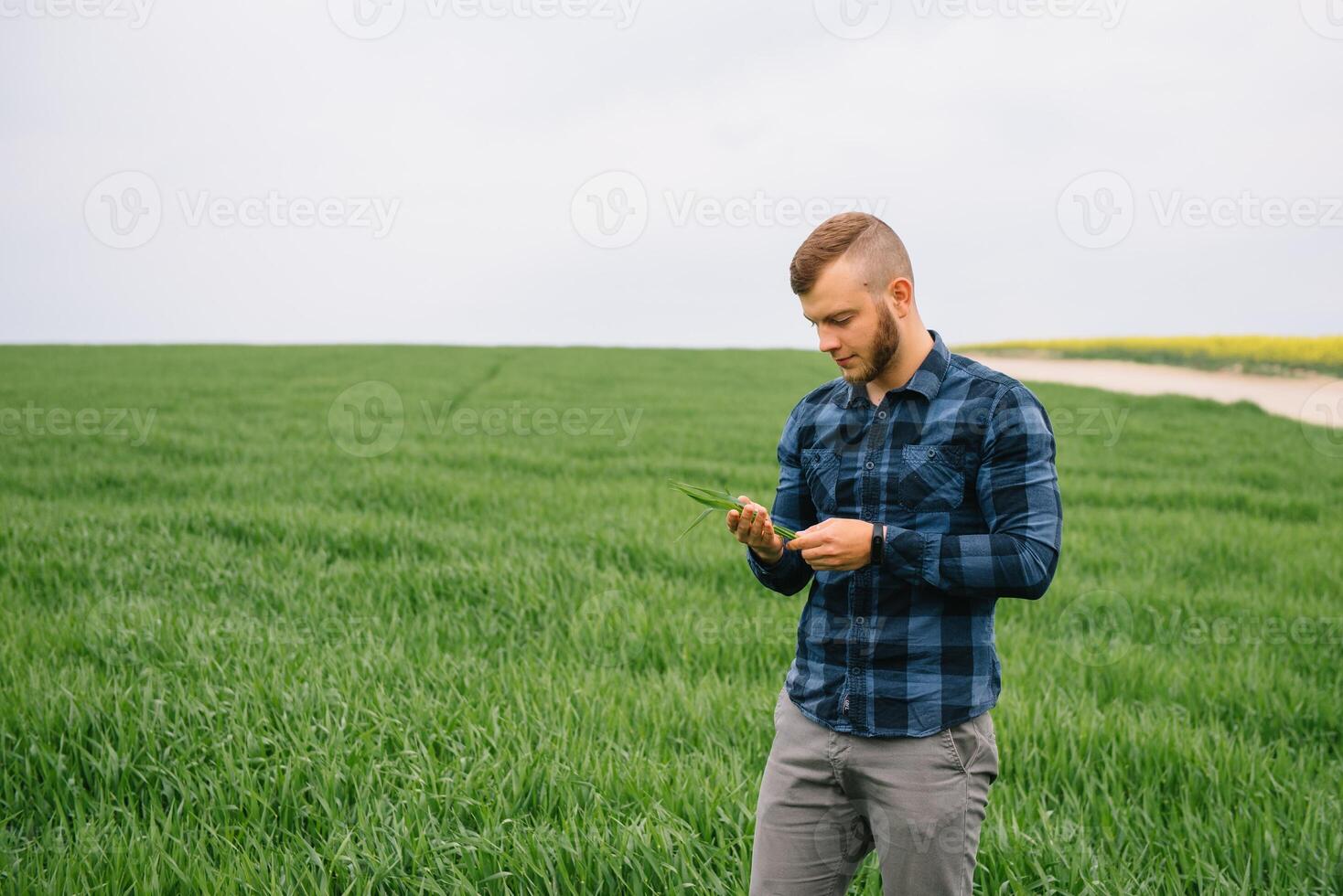 agrônomo com verde trigo dentro mãos. campo do trigo em fundo. foto