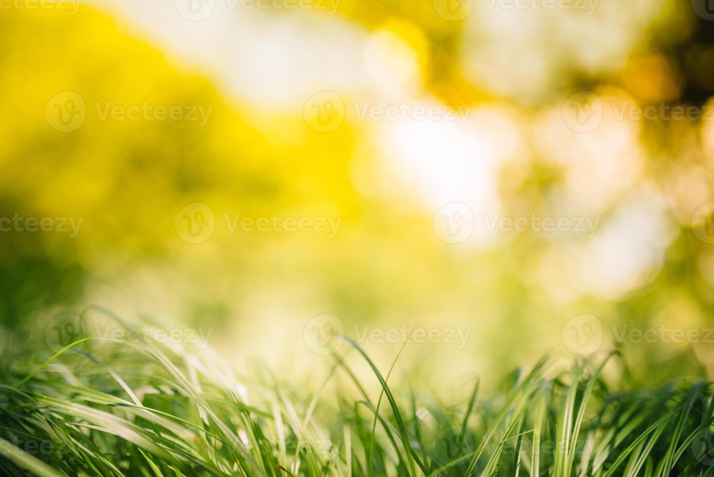 Primavera ou verão e abstrato natureza fundo com Relva campo. fundo com verde Relva campo e bokeh claro. verão fundo. foto