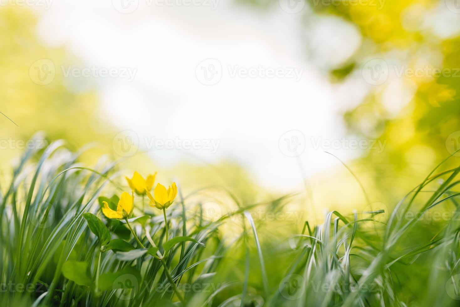 Primavera ou verão e abstrato natureza fundo com Relva campo. fundo com verde Relva campo e bokeh claro. verão fundo. foto